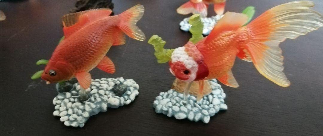 Amazon.co.jp: 全13種 原色鑑賞魚図鑑Ⅰ 原色観賞魚図鑑Ⅰ 金魚